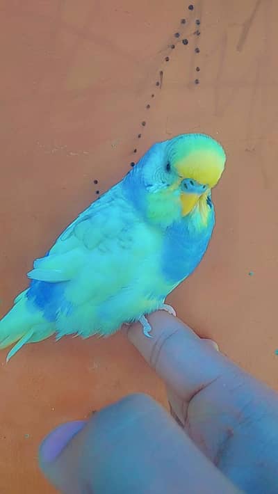 rainbow handtaim male for sale