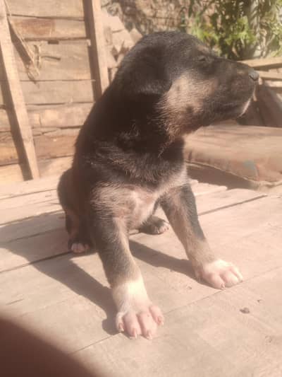 all seven small puppy sailing