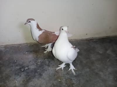 Pure Top Notch Breed