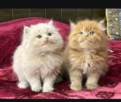 Persian kittens