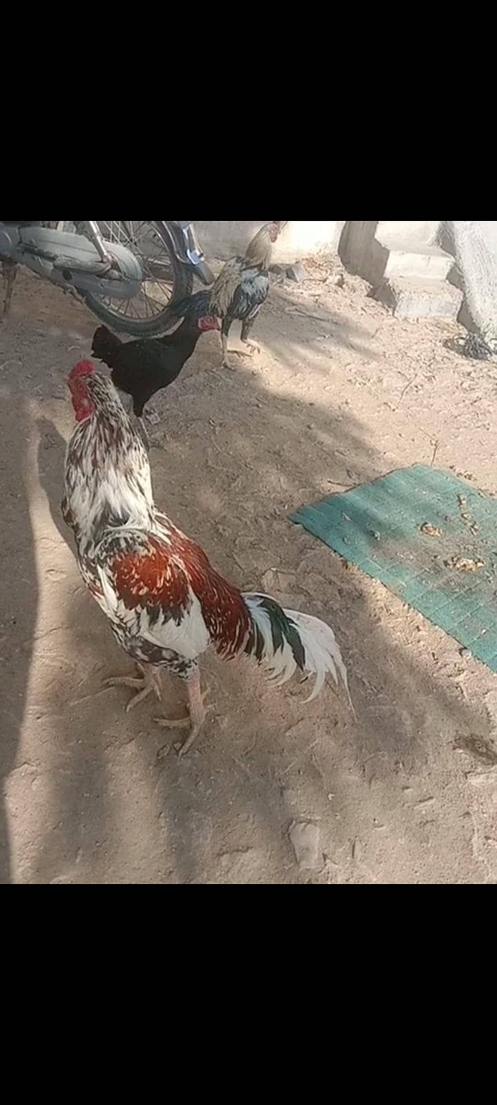 اصیل پھولیا 15ماہ 0