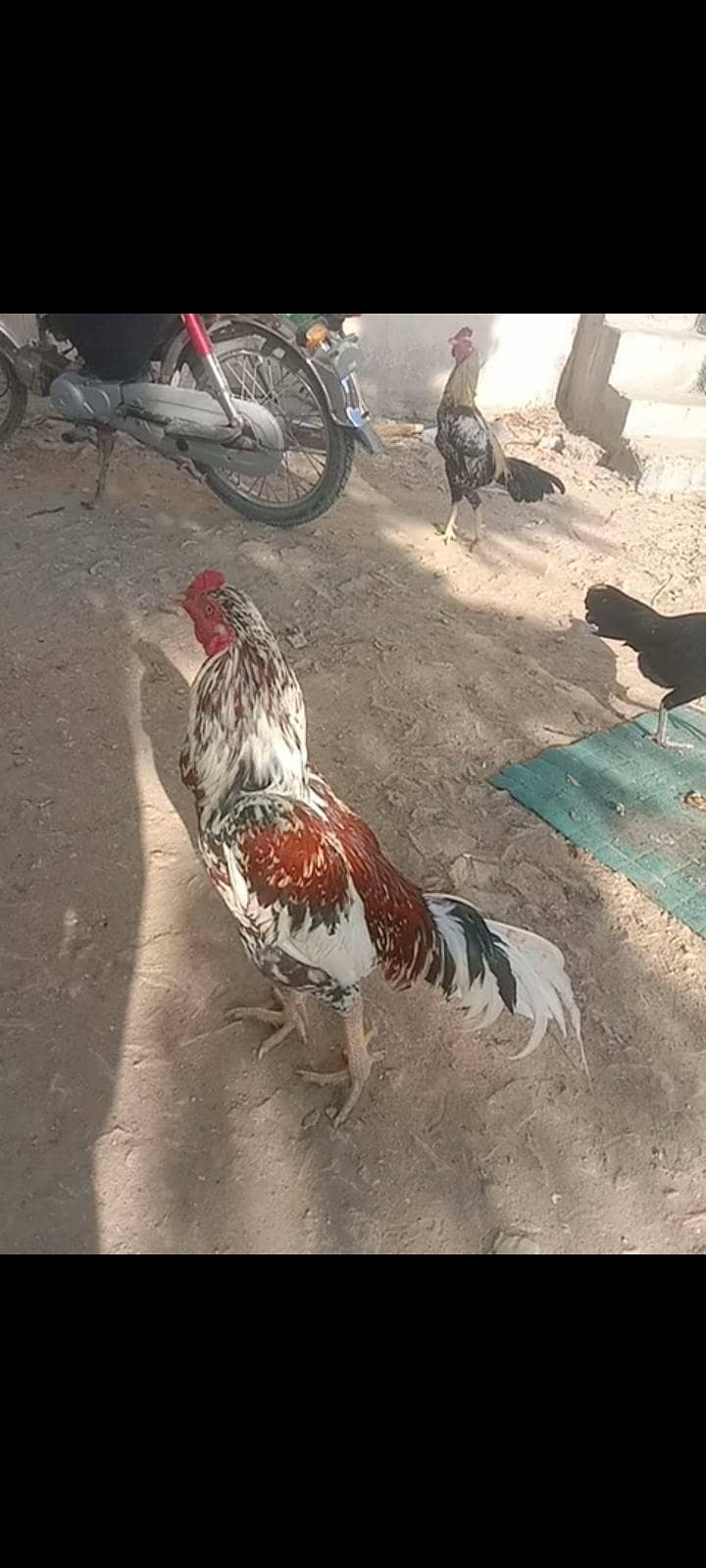 اصیل پھولیا 15ماہ 1