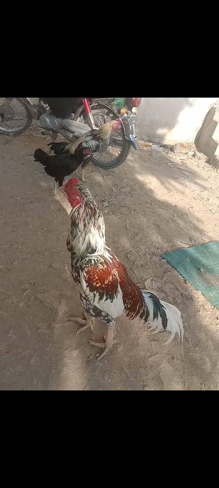 اصیل پھولیا 15ماہ 2