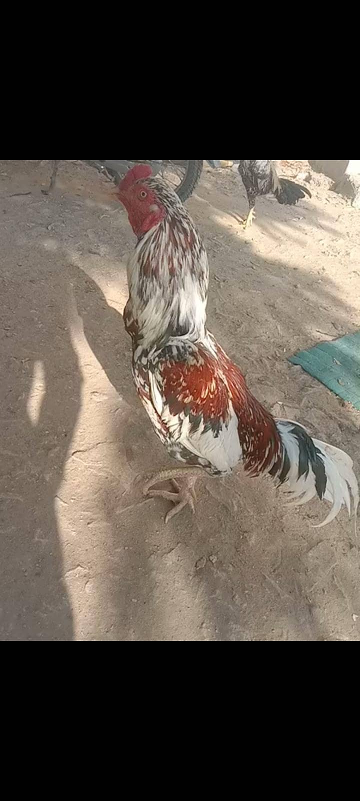 اصیل پھولیا 15ماہ 3