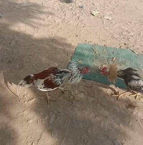 اصیل پھولیا 15ماہ 4