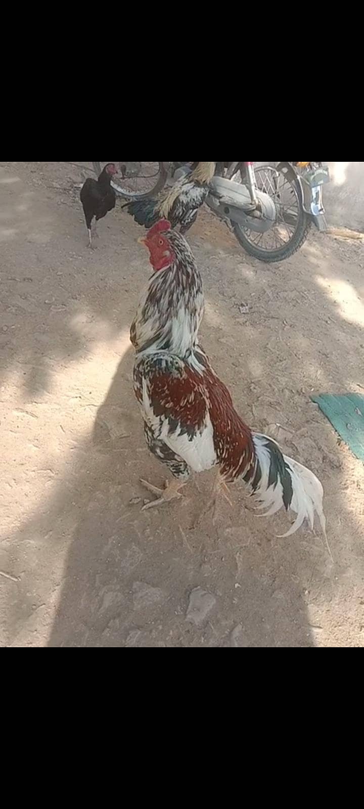 اصیل پھولیا 15ماہ 6