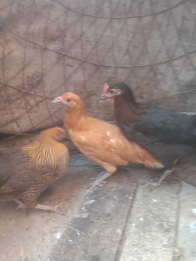 desi murgiya urgent for sale