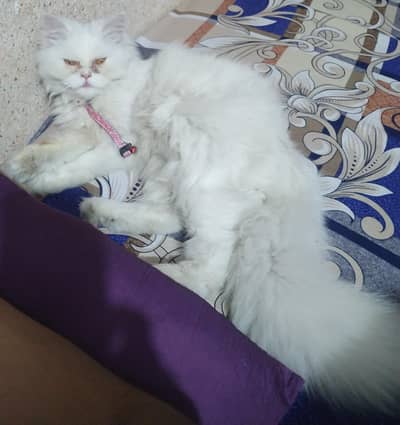 persian punch face triple coated female cat for sale