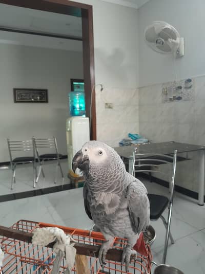 African Gray Parrot fully tamed