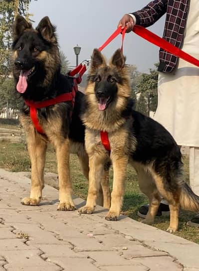 German Shepherd pair | Black Mask German Shepherd |stock Coat | Gsd