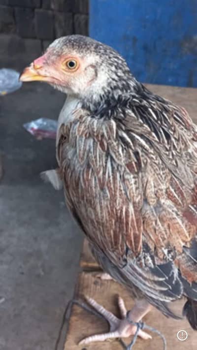 seeel morning hai serious contect call