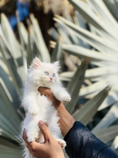 Triple coated blue eyes kittens