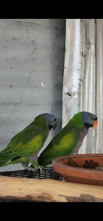 Parrot for sale derbyan, ringnecks white terq