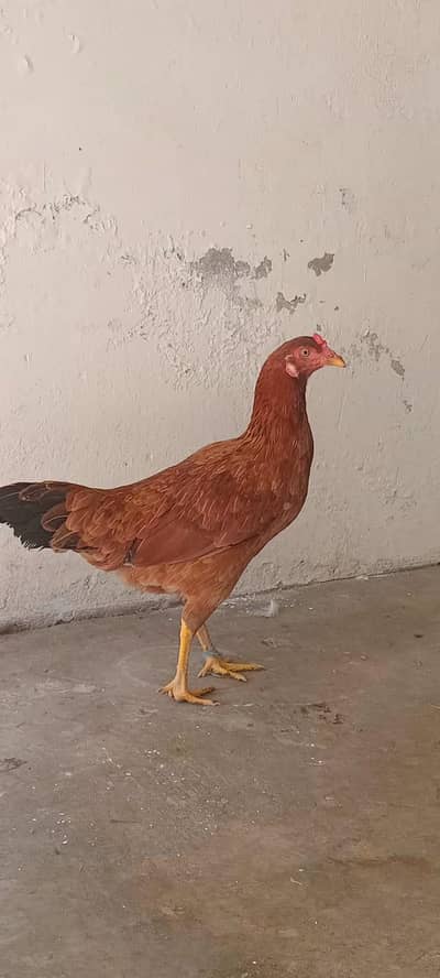 Hens For Sale
