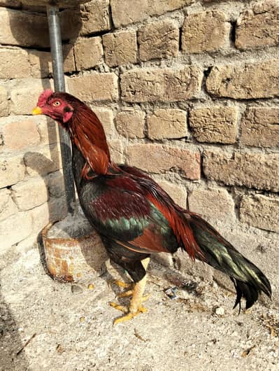 2 Murgy 1 murgi available