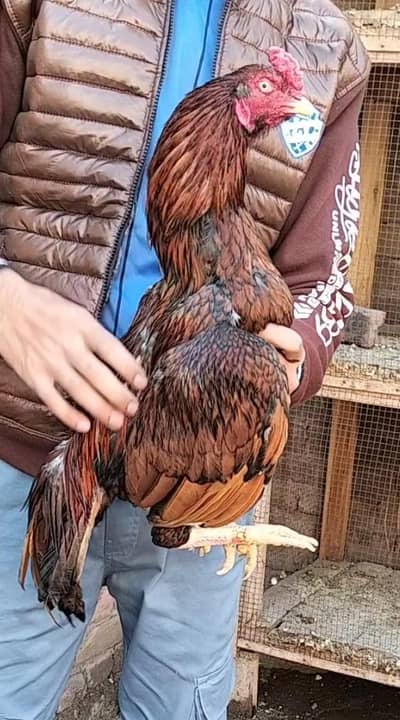 1 Murga 1 murgi available