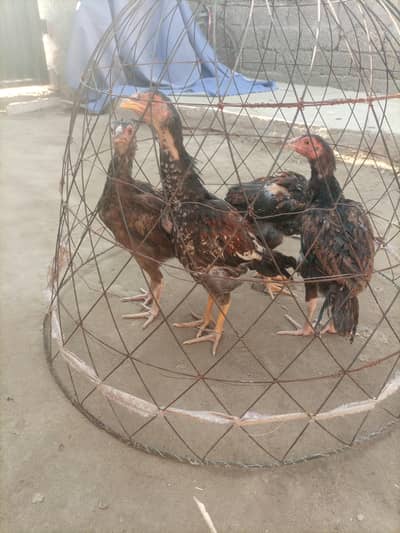 Aseel Chicks 2 male 2 female