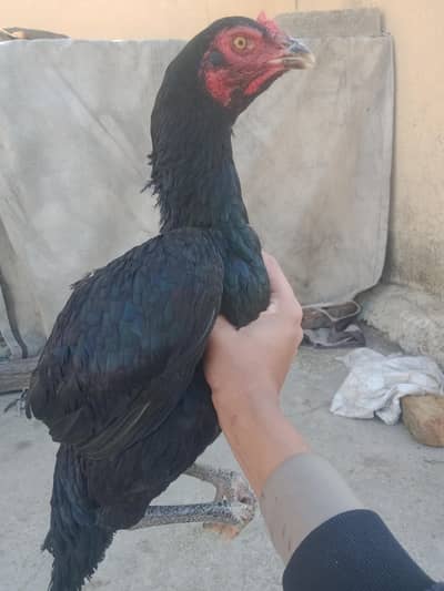 aseel hen for sale