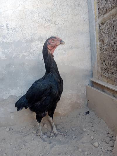 long heighted mushki Madi for sale/-