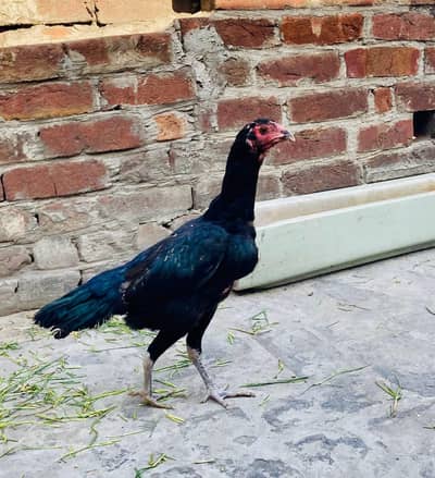 Pure Thai Murgi Ready for breed intrusted person contact only