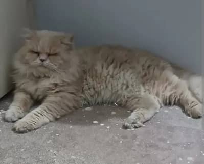 Breeding Persian Male Cat for Sell