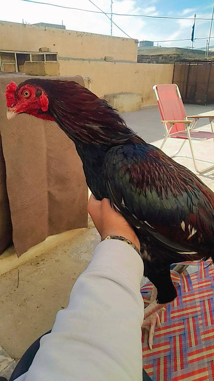 ایک عدد اصیل مرغا  بہترین کوالٹی ماشاءاللہ گھر کا ہے فتح جنگ سے مناس 0