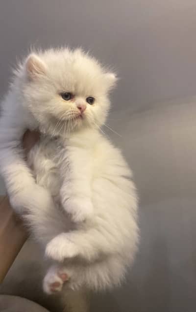 Male female Persian triple coat kittens