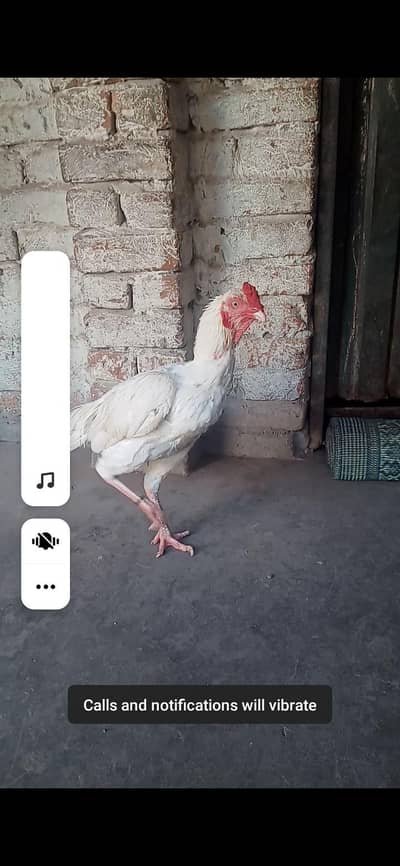 Heera aseel pair white nook nali