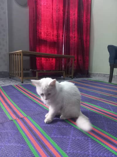 white persion cat
