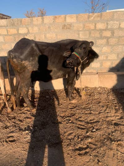 پہلن بھینس نیچے کٹا ایک ماہ کی سوئی ہوئی ہے دودھ 10کلودودھ نیلی ر نسسل