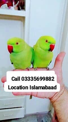 Single 6000 Hand Tamed Friendly Green Ring Neck Parrot's Male/Female