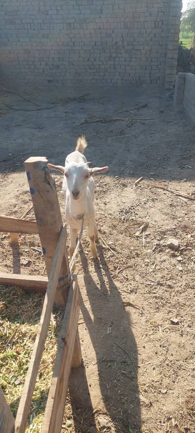 teddy barbry goats nice pair very beautiful