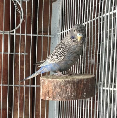 Combo male ready to breed