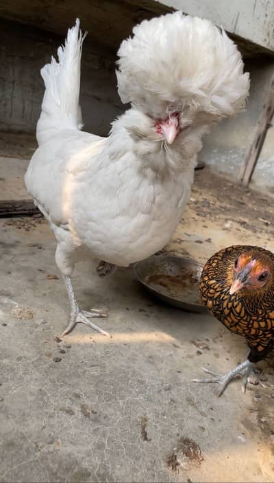 Golden Sebright Female | White Sebright Female  | Young Female | Fancy