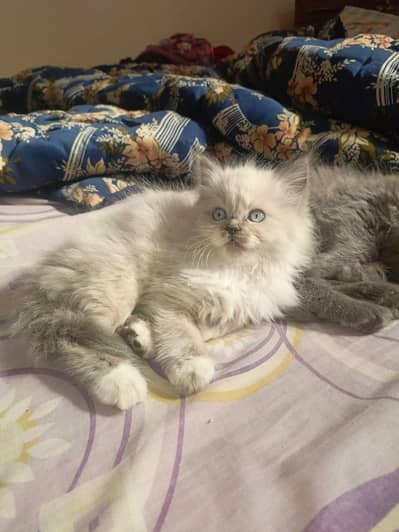 fluffy Persian kitten male