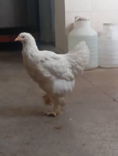 heavy buff white three piece age 6 to 8 months