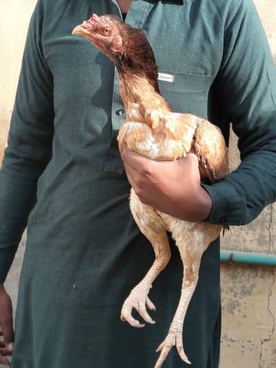 Aseel hen murgi