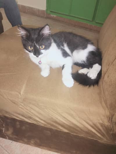 Persian male Cat for sell