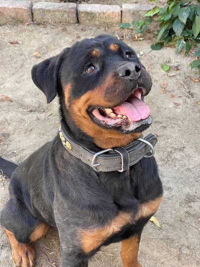 Rottweiler females for sale available