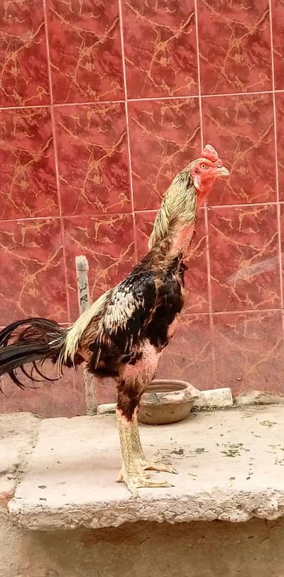 Thai × Shamoo available male