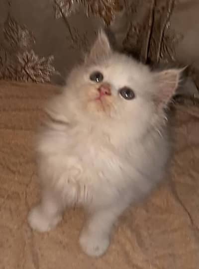 Persian kitten for sale extreme punch /punch/semi dolll face.