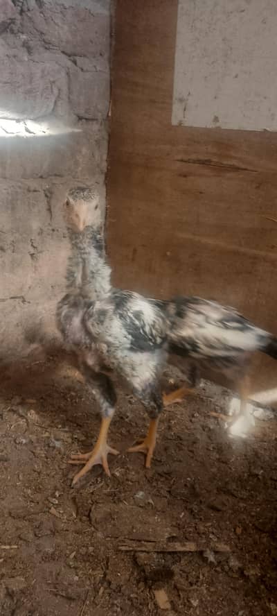 morga Thai and shamo Kara's morgi chick's do nar AK Madi