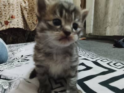 4 piece nice look cat