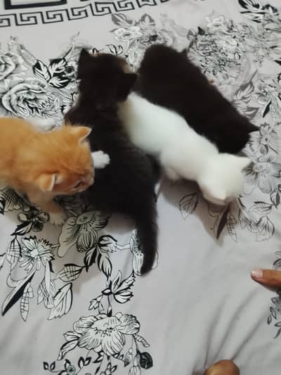 4 piece nice look cat