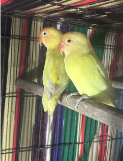 Budgies lovebirds