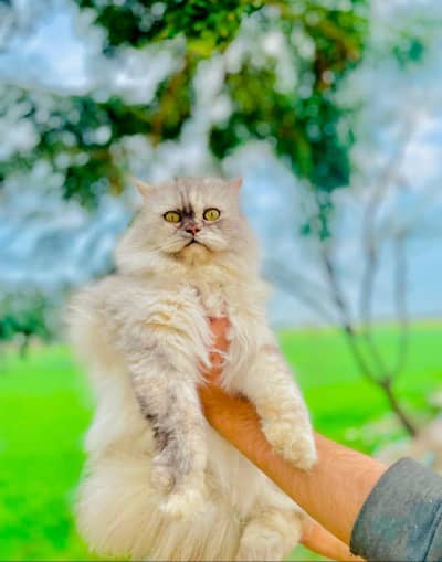 Unique Colour Long Coat Female Cat 03051141169 Whats App