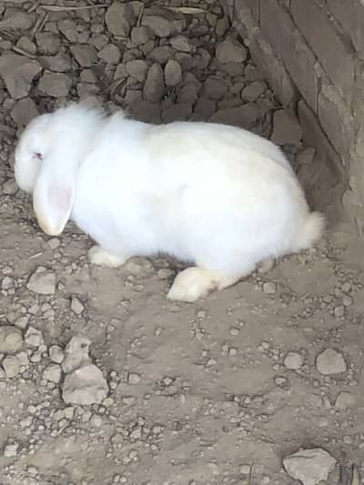 Holland lop (female) urgent