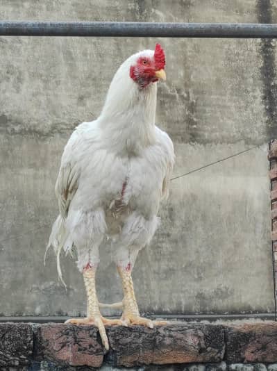 aseel Heera num 03107252836