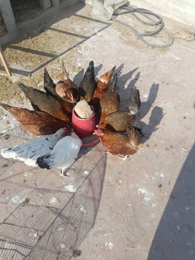 freesh golden misri eggs stater hens