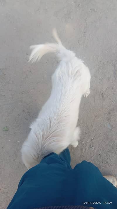 خوبصورت سفید روسی کتا فروخت کے لیے | Healthy Russian Dog for Sale